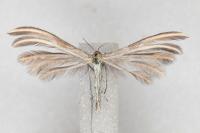 Merrifieldia leucodactyla