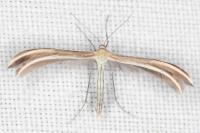 Merrifieldia leucodactyla