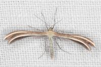 Merrifieldia leucodactyla