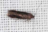 Oxypteryx atrella