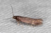 Oxypteryx atrella