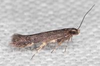 Oxypteryx atrella