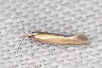 Argyresthia arceuthina