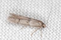Blastobasis phycidella