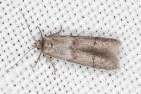 Blastobasis phycidella