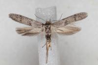 Blastobasis phycidella