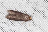 Agnoea langohri