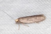 Agnoea langohri