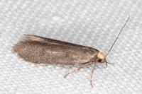 Agnoea langohri