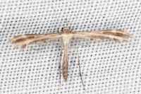 Oxyptilus laetus