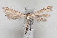 Oxyptilus laetus