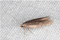 Oxypteryx helotella