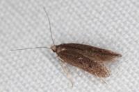 Oxypteryx helotella
