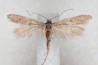 Oxypteryx helotella