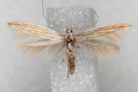Coleophora ramosella
