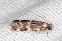 Oegoconia quadripuncta
