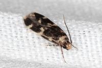 Oegoconia quadripuncta