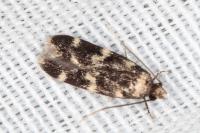 Oegoconia quadripuncta