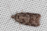 Cnephasia incertana
