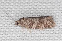 Cnephasia incertana