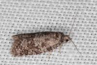 Cnephasia incertana