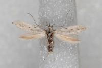 Huemeria campicolella campicolella