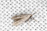 Huemeria campicolella campicolella