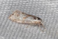 Aethes languidana