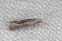 Tinagma ocnerostomella