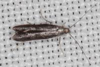 Tinagma ocnerostomella