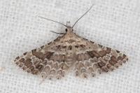 Alucita palodactyla