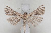 Alucita palodactyla