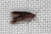 Oxypteryx atrella