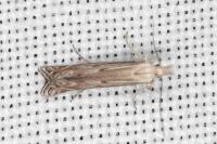 Isophrictis celsei