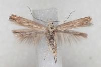 Isophrictis celsei