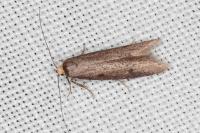 Agnoea langohri