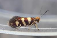 Micropterix allionella
