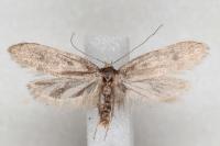 Agnoea langohri