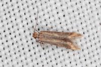Metzneria aprilella