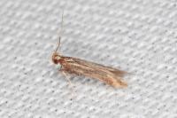 Metzneria aprilella