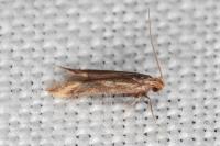 Metzneria aprilella