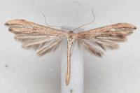 Emmelina monodactyla