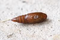 Eudemis profundana