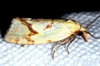Agapeta hamana