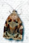 Archips xylosteana