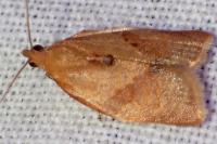 Clepsis consimilana