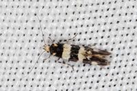 Denisia luctuosella