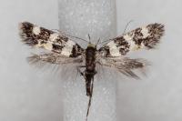 Denisia luctuosella