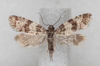 Isotrias rectifasciana