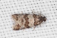Isotrias rectifasciana